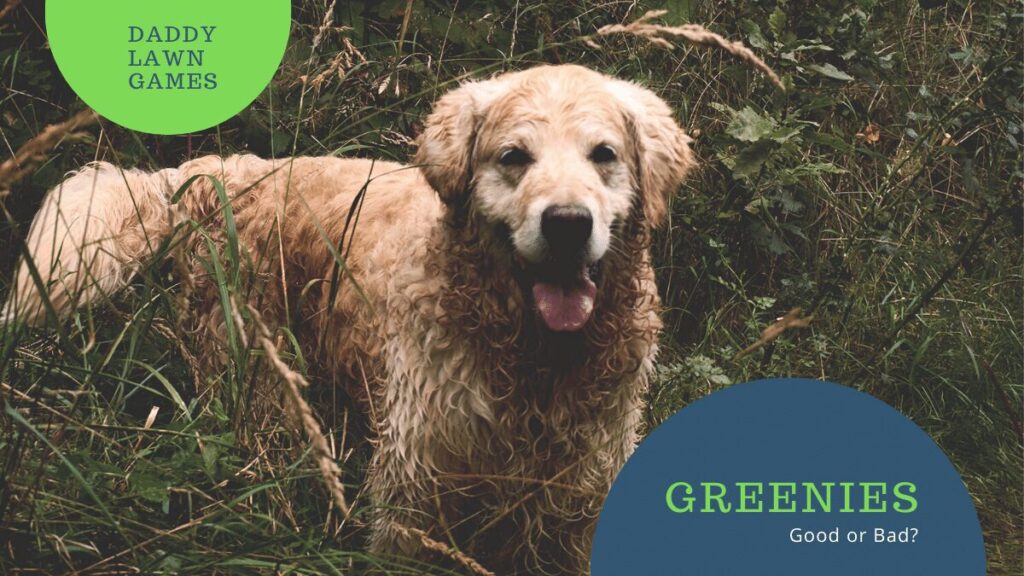 Are Greenies Bad For Dogs? Daddy Lawn Games