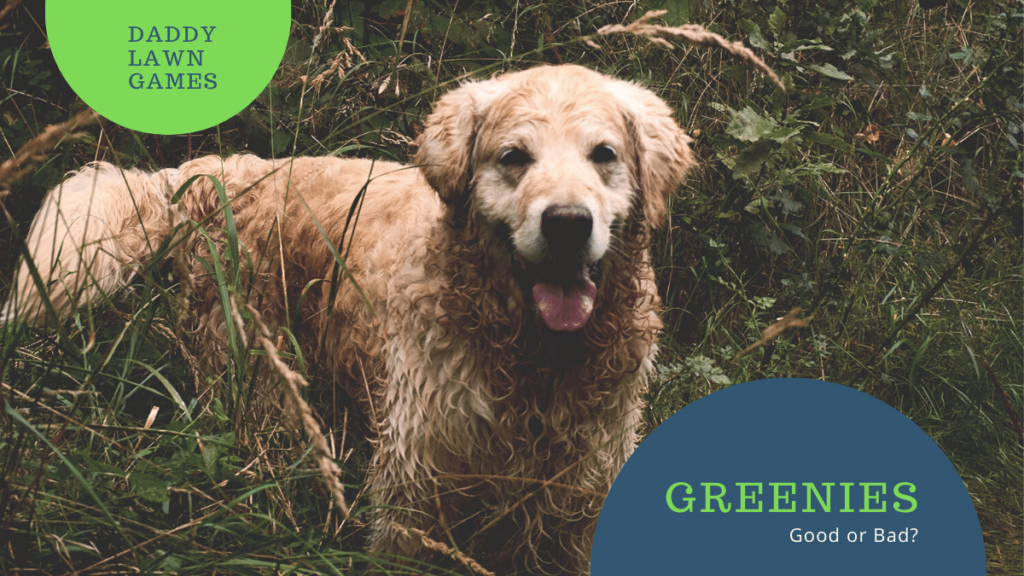 Are Greenies Bad For Dogs? Daddy Lawn Games