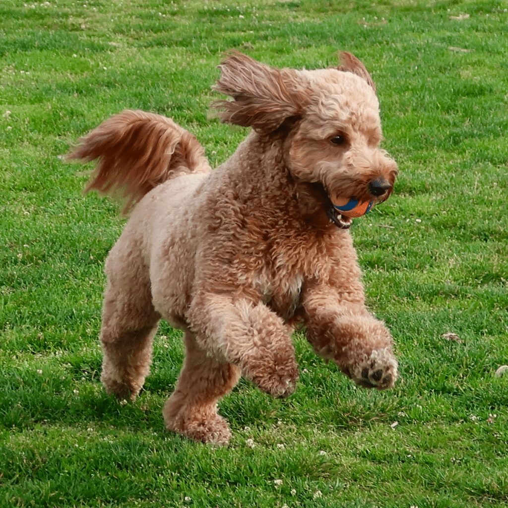 goldendoodle