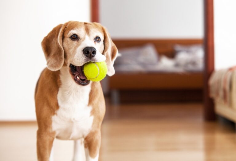 8 Best Tennis Balls for Dogs 2023 Review and Buying Guide